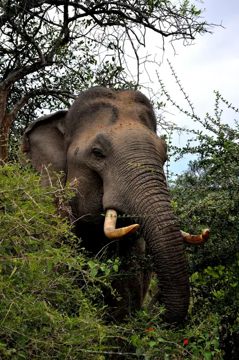An adult elephant coming out of the bushes in Udawalawe National Park
