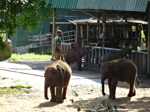 Young elephants at the Elephant Transit Home, Udawalawe