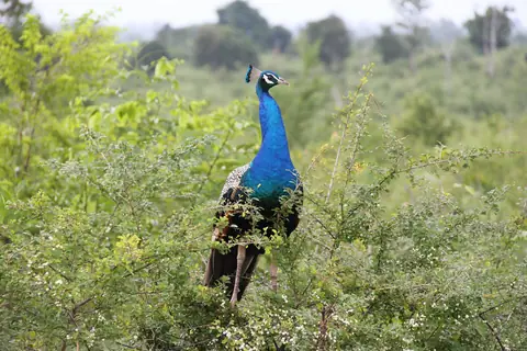A peacock in the scrub at Udawalawe National Park