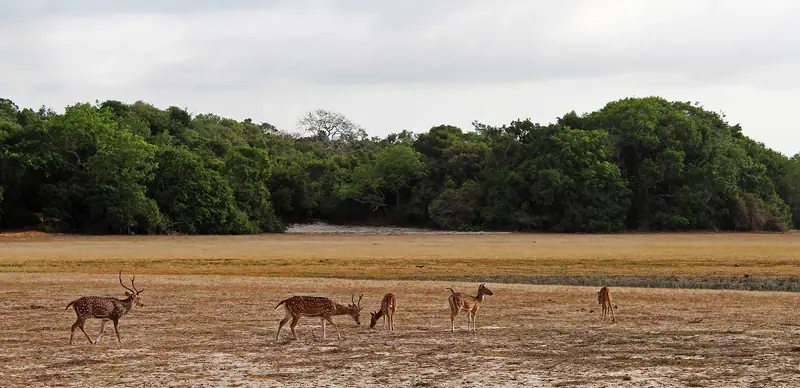 A herd of spotted deer grazing on open grassland in Wilpattu National Park