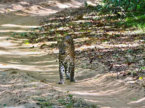 A Sri Lankan leopard walking along a sandy trail in Wilpattu