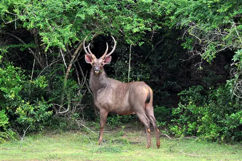 A sambar deer stag at the edge of the forest in Wilpattu