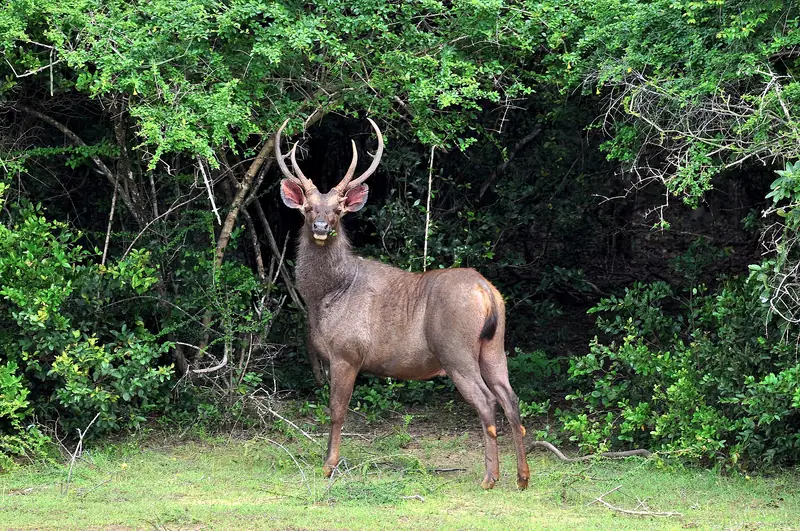 A sambar deer stag at the edge of the forest in Wilpattu