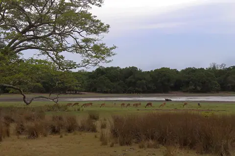 Deer grazing beside a villu, one of Wilpattu's natural lakes