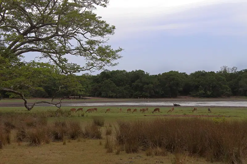 Deer grazing beside a villu, one of Wilpattu's natural lakes