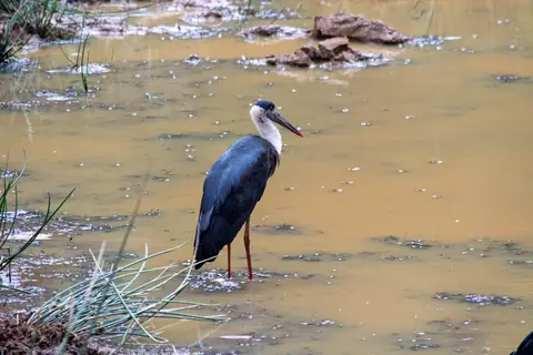 A stork wading in shallow water at Wilpattu